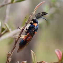 Lophyrotoma interrupta (Cattle Poisoning Sawfly) at Mount Painter - 26 Dec 2023 by CathB