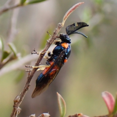 Lophyrotoma interrupta (Cattle Poisoning Sawfly) at Cook, ACT - 26 Dec 2023 by CathB