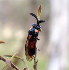 Lophyrotoma interrupta at Mount Painter - 26 Dec 2023