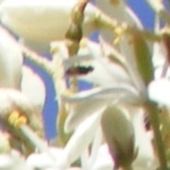 Diptera (order) (Fly - Unidentified) at Tuggeranong Hill - 30 Dec 2023 by MichaelMulvaney