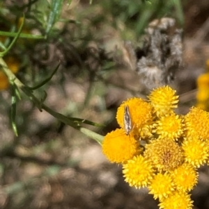 Lepidoptera unclassified ADULT moth at Mount Ainslie NR (ANR) - 30 Dec 2023