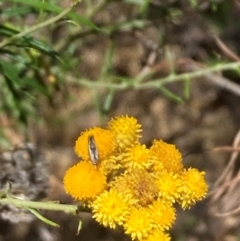 Lepidoptera unclassified ADULT moth at Mount Ainslie NR (ANR) - 30 Dec 2023