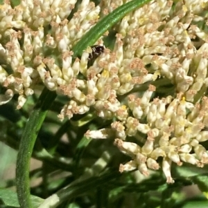 Mordellidae (family) at Mount Ainslie NR (ANR) - 30 Dec 2023