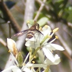 Villa sp. (genus) (Unidentified Villa bee fly) at Tuggeranong Hill - 30 Dec 2023 by MichaelMulvaney