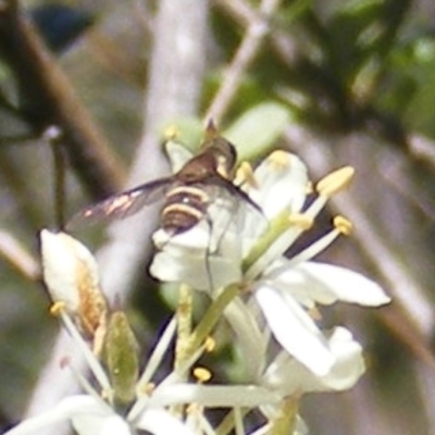 Villa sp. (genus) (Unidentified Villa bee fly) at Tuggeranong Hill - 30 Dec 2023 by MichaelMulvaney