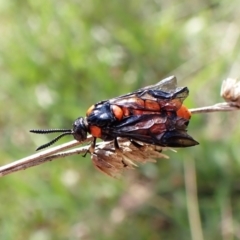 Lophyrotoma interrupta (Cattle Poisoning Sawfly) at Cook, ACT - 25 Dec 2023 by CathB