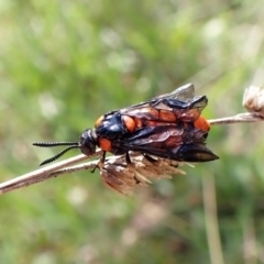 Lophyrotoma interrupta (Cattle Poisoning Sawfly) at Mount Painter - 25 Dec 2023 by CathB