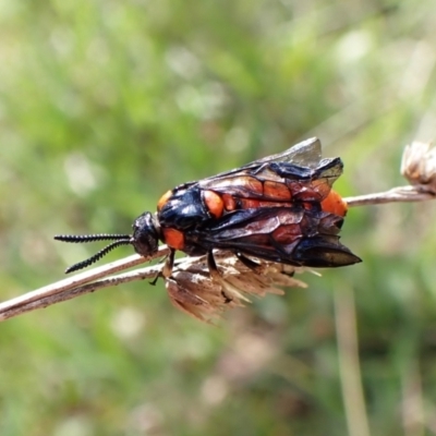 Lophyrotoma interrupta (Cattle Poisoning Sawfly) at Cook, ACT - 25 Dec 2023 by CathB