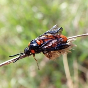 Lophyrotoma interrupta at Mount Painter - 26 Dec 2023 10:39 AM