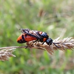 Lophyrotoma interrupta at Mount Painter - 26 Dec 2023 10:39 AM