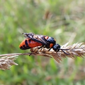 Lophyrotoma interrupta at Mount Painter - 26 Dec 2023