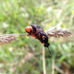 Lophyrotoma interrupta at Mount Painter - 26 Dec 2023 10:39 AM