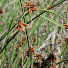 Cyperus lhotskyanus (A Sedge) at The Pinnacle - 29 Dec 2023 by sangio7