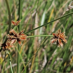 Cyperus lhotskyanus at The Pinnacle - 30 Dec 2023 10:24 AM