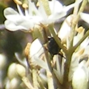 Pentatomidae (family) at Tuggeranong Hill NR  (TGH) - 30 Dec 2023