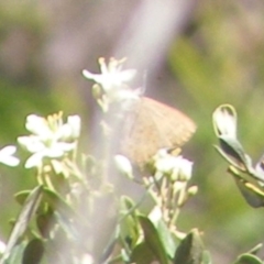 Paralucia pyrodiscus (Fiery Copper) at Tuggeranong Hill NR  (TGH) - 30 Dec 2023 by MichaelMulvaney