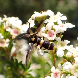 Pterygophorus cinctus at Cook, ACT - 28 Dec 2023