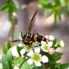 Pterygophorus cinctus at Cook, ACT - 28 Dec 2023