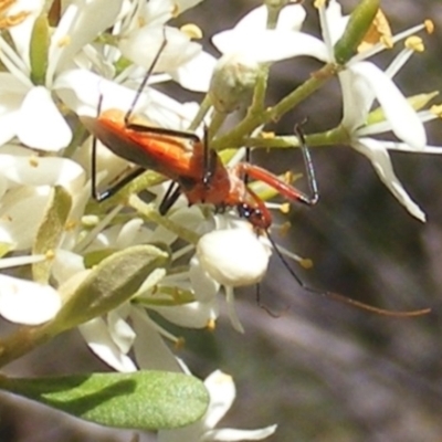 Gminatus australis (Orange assassin bug) at Calwell, ACT - 30 Dec 2023 by MichaelMulvaney