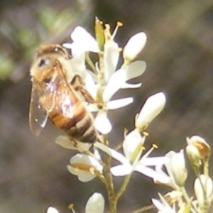 Apis mellifera at Tuggeranong Hill NR  (TGH) - 30 Dec 2023