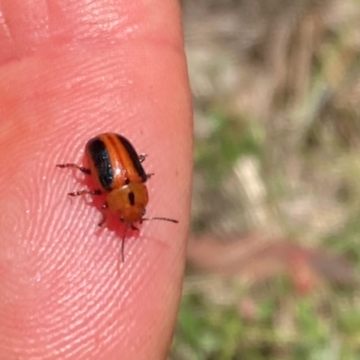 Calomela curtisi (Acacia leaf beetle) at Mount Ainslie NR (ANR) - 30 Dec 2023 by SilkeSma