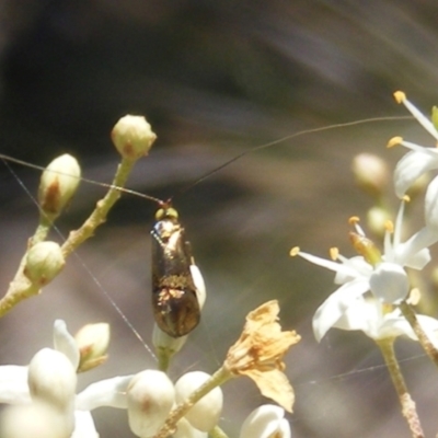 Nemophora sparsella (An Adelid Moth) at Tuggeranong Hill - 29 Dec 2023 by MichaelMulvaney