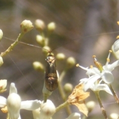 Nemophora sparsella at Tuggeranong Hill NR  (TGH) - 30 Dec 2023