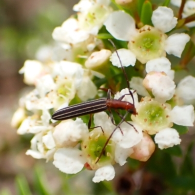 Syllitus rectus (Longhorn beetle) at Cook, ACT - 27 Dec 2023 by CathB