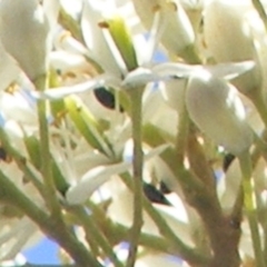 Mordellidae (family) (Unidentified pintail or tumbling flower beetle) at Tuggeranong Hill - 30 Dec 2023 by MichaelMulvaney