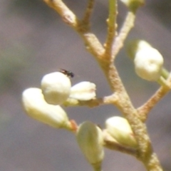 Chalcidoidea (superfamily) at Tuggeranong Hill NR  (TGH) - 30 Dec 2023