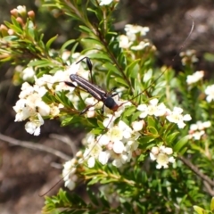 Amphirhoe sloanei at Cook, ACT - 28 Dec 2023