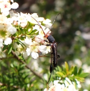 Amphirhoe sloanei at Cook, ACT - 28 Dec 2023