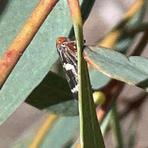 Eurymeloides pulchra at Mitchell, ACT - 30 Dec 2023