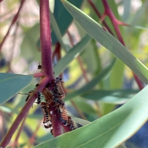 Eurymeloides pulchra at Mitchell, ACT - 30 Dec 2023