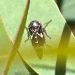 Eurymeloides pulchra at Mitchell, ACT - 30 Dec 2023