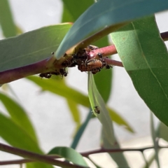 Eurymeloides pulchra at Mitchell, ACT - 30 Dec 2023