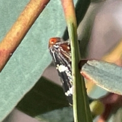 Eurymeloides pulchra at Mitchell, ACT - 30 Dec 2023