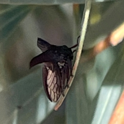 Ceraon sp. (genus) (2-horned tree hopper) at Mitchell, ACT - 30 Dec 2023 by Hejor1