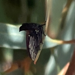 Ceraon sp. (genus) at Mitchell, ACT - 30 Dec 2023