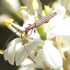 Syllitus rectus (Longhorn beetle) at Tuggeranong Hill - 30 Dec 2023 by MichaelMulvaney