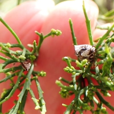 Phoroncidia sextuberculata (Six-knobbed Phoroncidia) at Mount Painter - 26 Dec 2023 by CathB