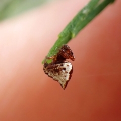 Phoroncidia sextuberculata at Mount Painter - 26 Dec 2023