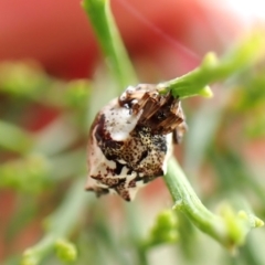 Phoroncidia sextuberculata at Mount Painter - 26 Dec 2023