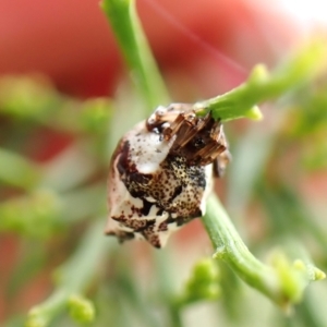 Phoroncidia sextuberculata at Mount Painter - 26 Dec 2023