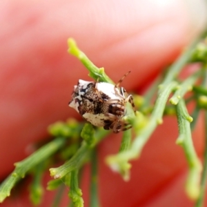 Phoroncidia sextuberculata at Mount Painter - 26 Dec 2023