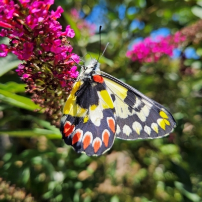 Delias aganippe (Spotted Jezebel) at QPRC LGA - 30 Dec 2023 by MatthewFrawley