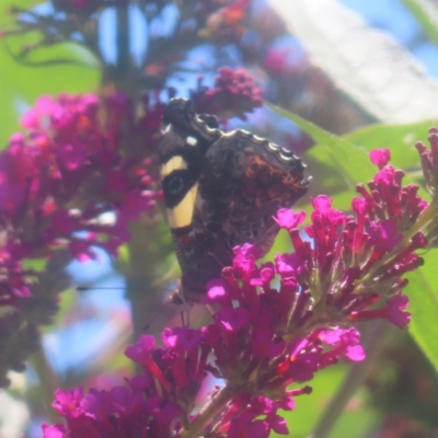 Vanessa itea (Yellow Admiral) at QPRC LGA - 30 Dec 2023 by MatthewFrawley