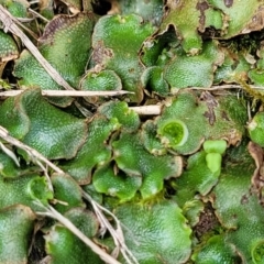 Unidentified Moss, Liverwort or Hornwort at Mansfield, VIC - 30 Dec 2023 by trevorpreston