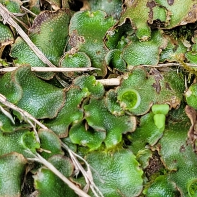 Unverified Moss, Liverwort or Hornwort at Mansfield, VIC - 30 Dec 2023 by trevorpreston