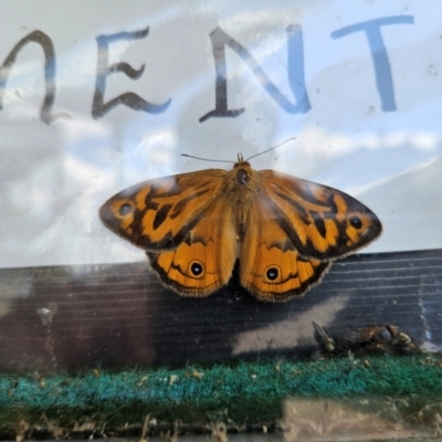 Heteronympha merope (Common Brown Butterfly) at QPRC LGA - 30 Dec 2023 by MatthewFrawley